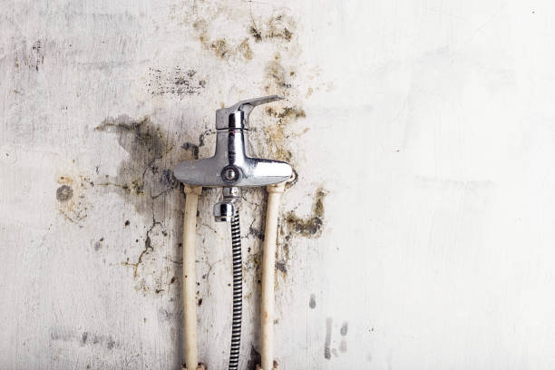 Best Black Mold Removal  in Halawa, HI