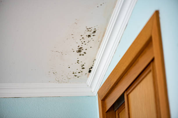 Best Toxic Mold Removal  in Halawa, HI