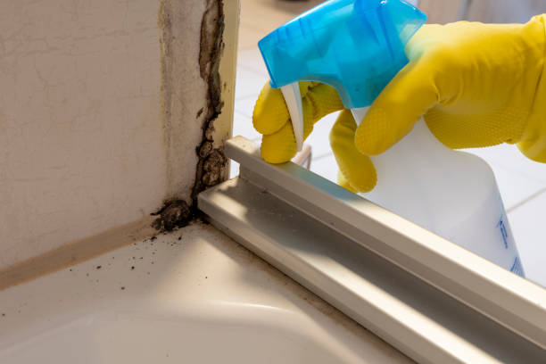 Best Residential Mold Removal  in Halawa, HI