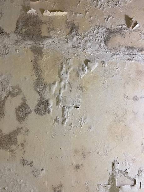 Best Professional Mold Removal  in Halawa, HI