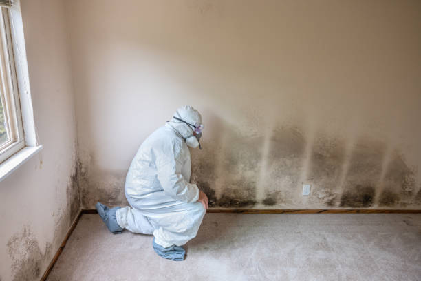 Attic Mold Removal in Halawa, HI