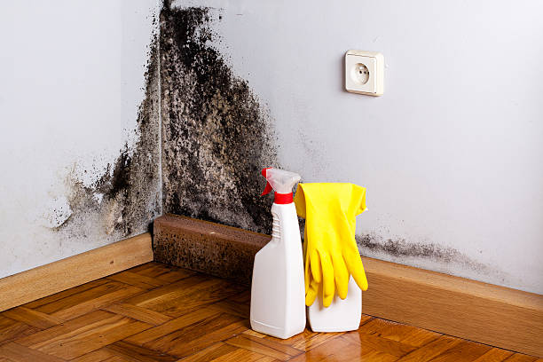 Best Local Mold Removal Service  in Halawa, HI