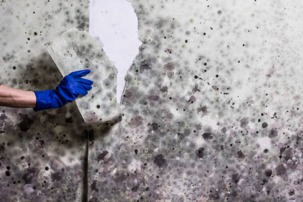 Best Toxic Mold Removal  in Halawa, HI
